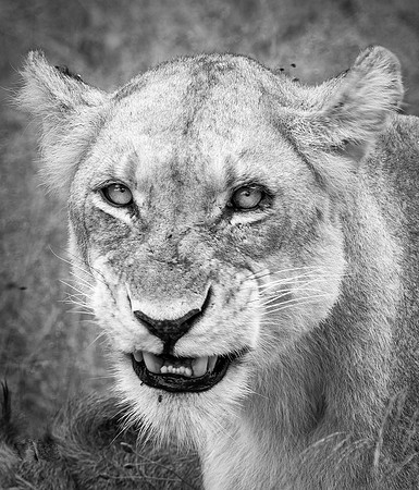 Snarl