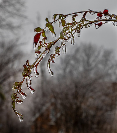 Nandina in Tears