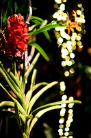 Christmas Orchid Bokeh