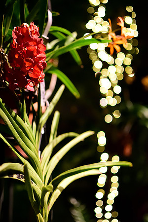 Christmas Orchid Bokeh