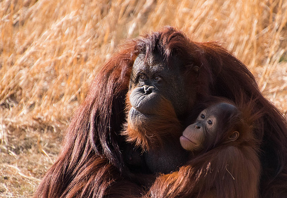 Mother and Child