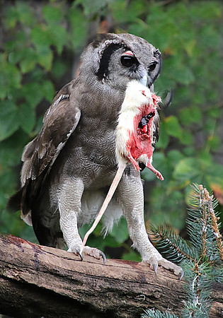 Verreaux's Eagle Owl