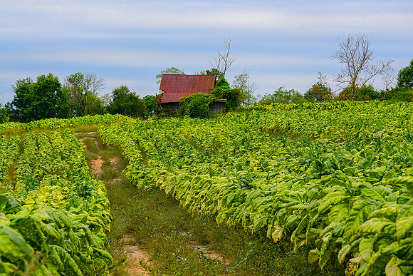 Tobacco Row