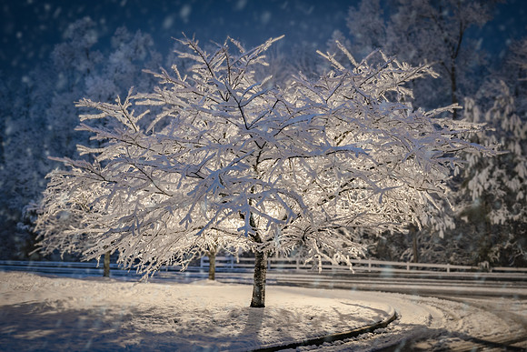 Winter Splendor