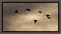 Evening Flight