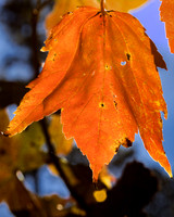 End of Fall