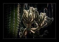 Cacti Defense