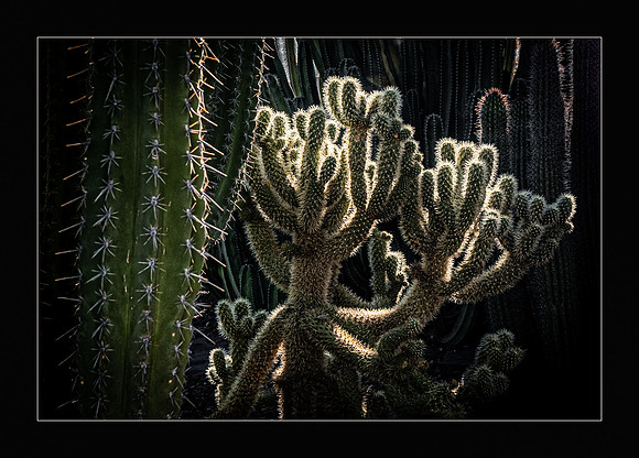 Cacti Defense