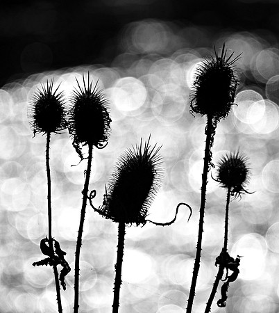 Spiked Dreams