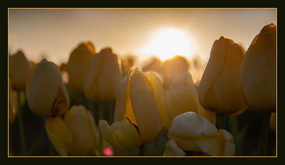 Sunset Tulips