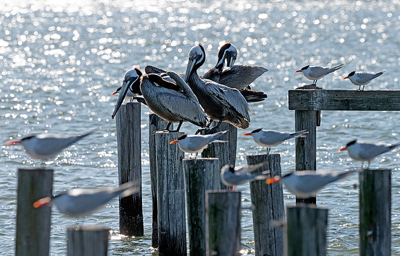 Pelican's Tern