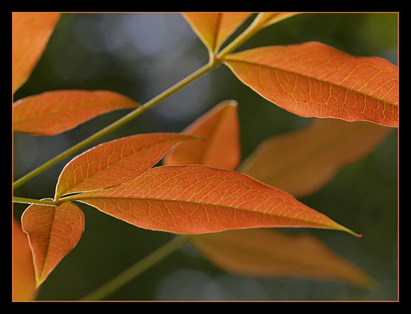 Nandina