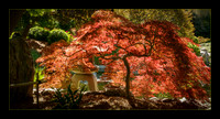 Glowing Maple