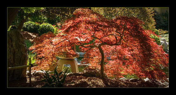 Glowing Maple