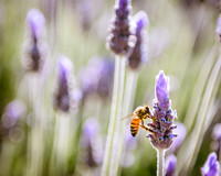 Bee on Flower