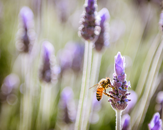 Bee on Flower