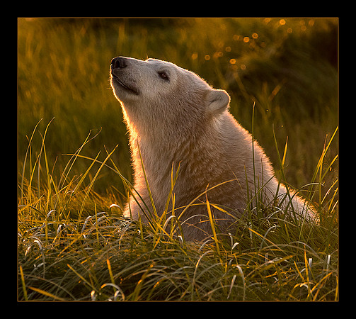 Kissed by the Sun