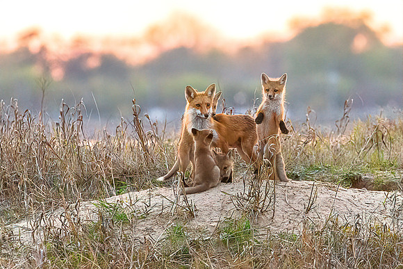 Vivacious Vixen and Kits