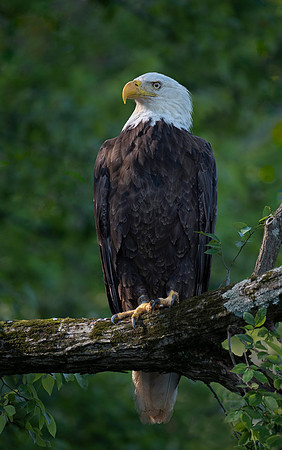 Posing for a Portrait Taking