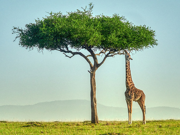 The Tree Trimmer