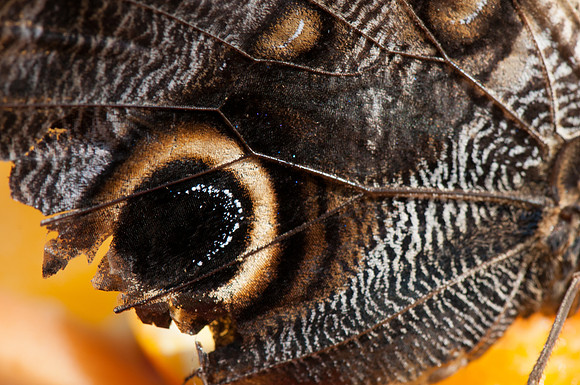 Moth Abstract