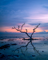 Coastal Ghost