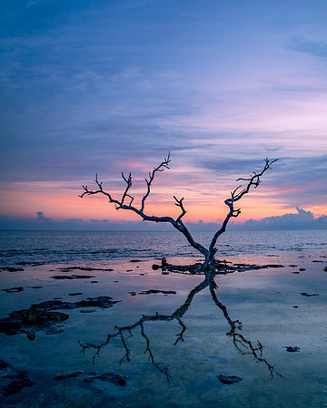 Coastal Ghost