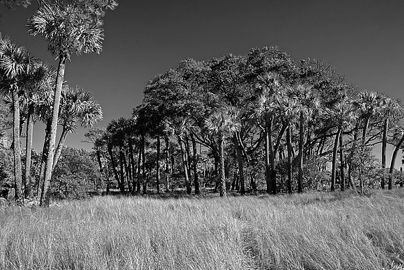 Hummock Grove, Hunting Island, S.C