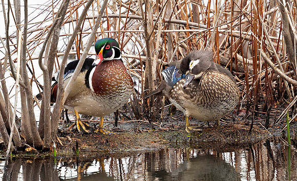 Wood Duck Love