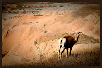 Badlands Mountain Goat