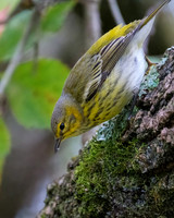 Cape May Warbler Snack