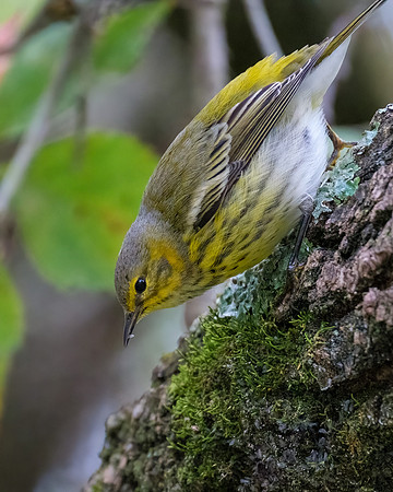 Cape May Warbler Snack