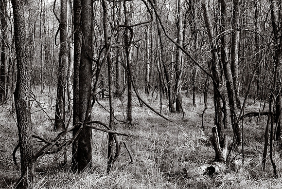 Winter Woods