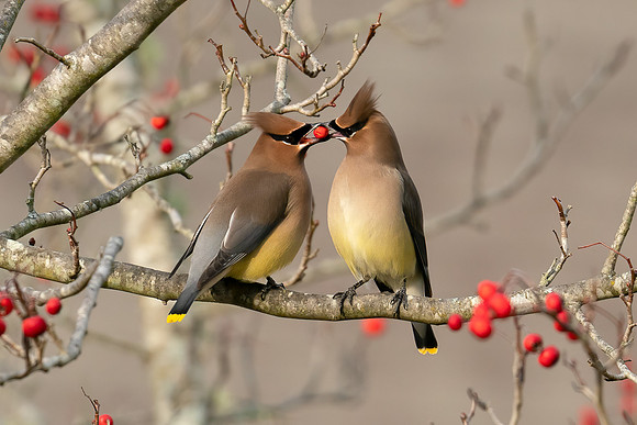 Gift of Love