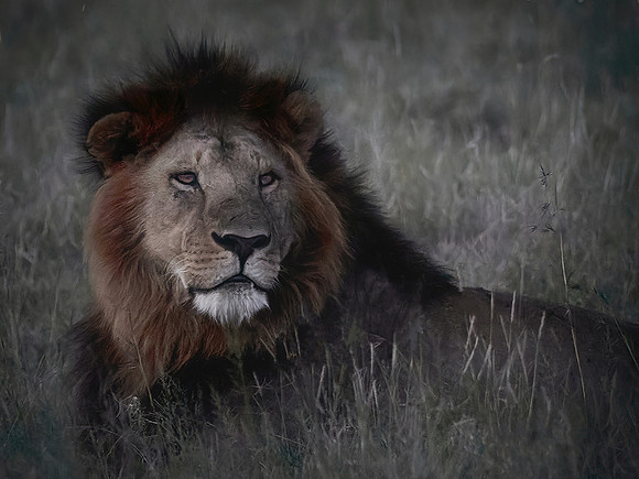 King Of The Jungle