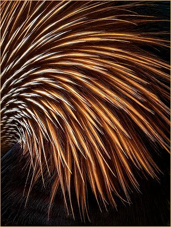 Avian Fireworks