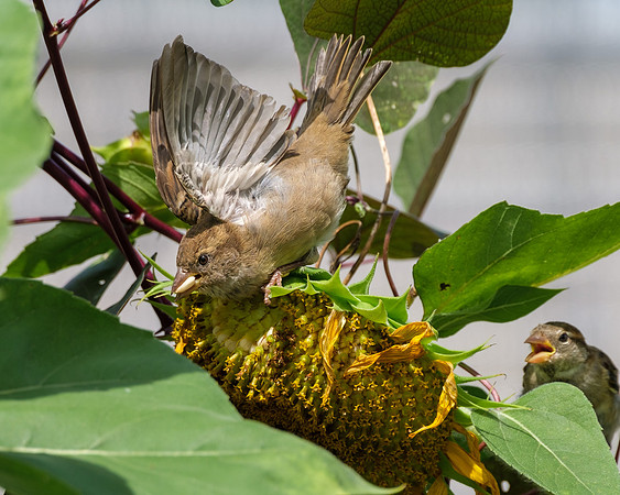 House Finches with Sunflower
