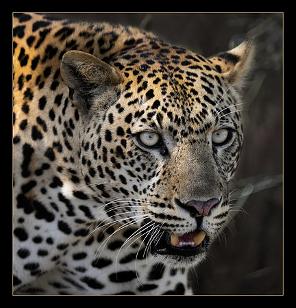 On the Prowl