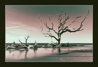 Driftwood Graveyard