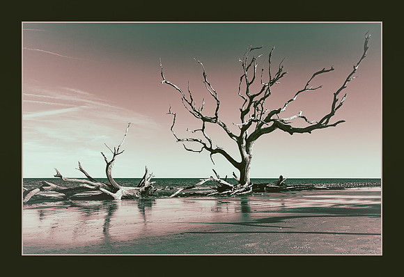 Driftwood Graveyard