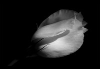 Beauty in Brevity
