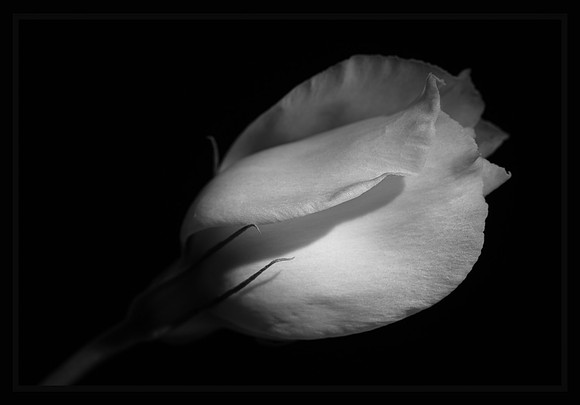 Beauty in Brevity