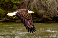 Eagle Eyes and Fresh Fins