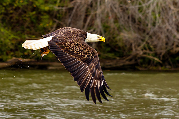 Eagle Eyes and Fresh Fins