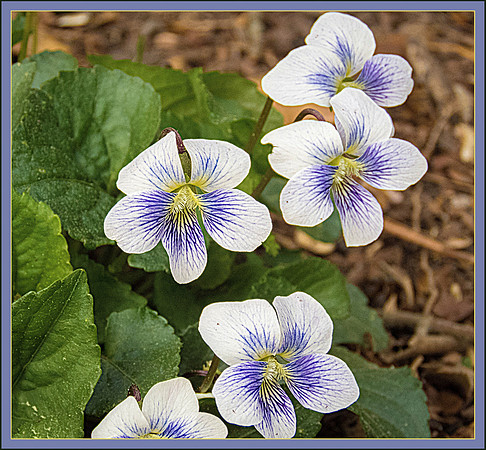 Violet Variation