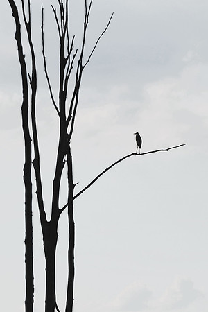 Bare Branches