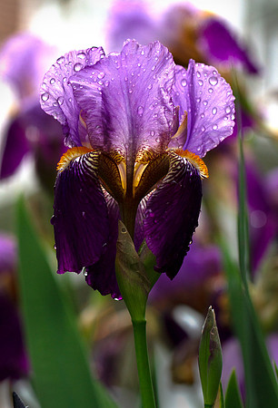 Purple Rain