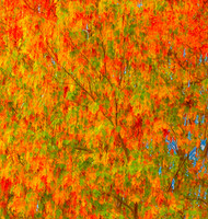 Fall Colors