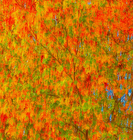 Fall Colors