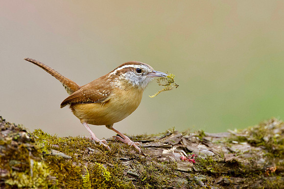 Wren is Getting Ready